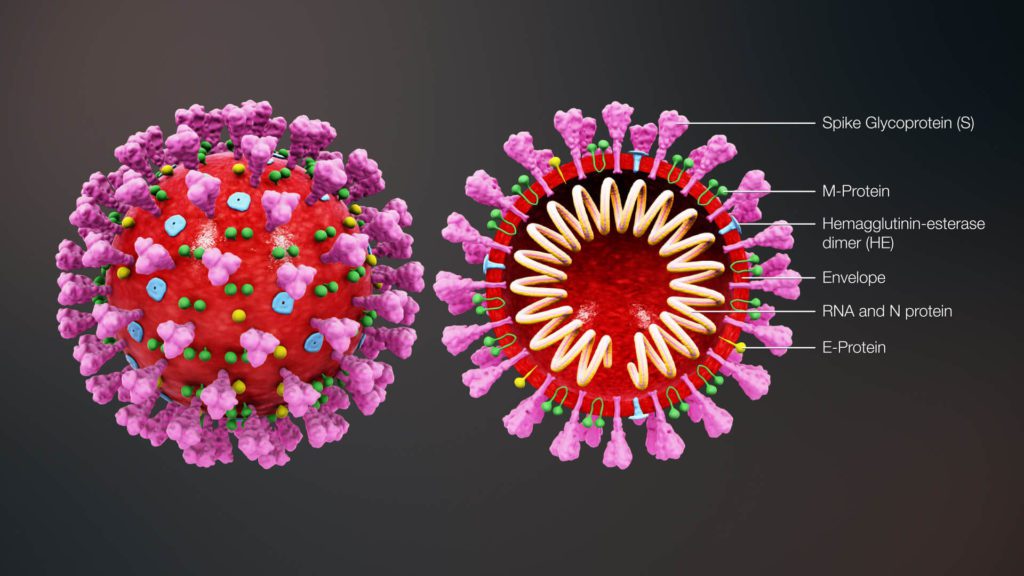 structura coronavirus